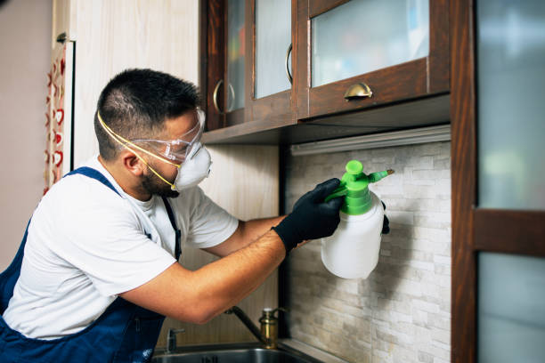 Best Rat Extermination Near Me  in Canton, MO