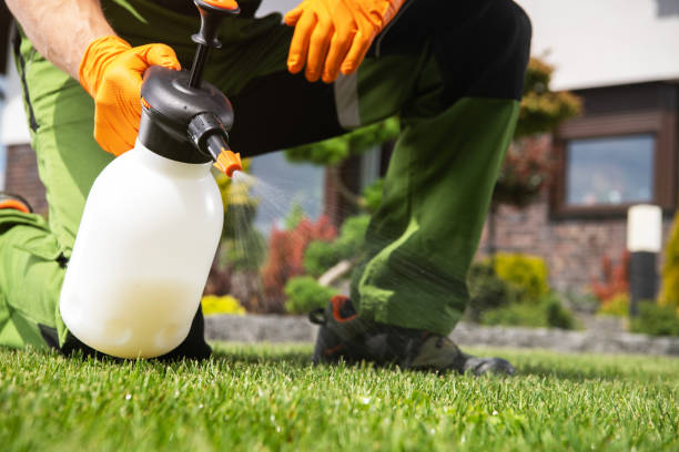 Wasp Removal Services in Canton, MO