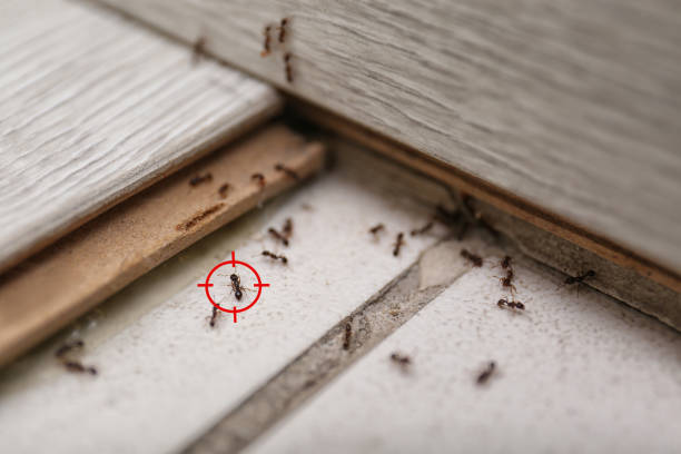 Best Bed Bug Extermination  in Canton, MO