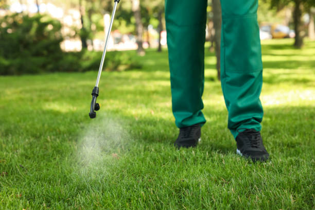 Best Wasp Removal Services  in Canton, MO