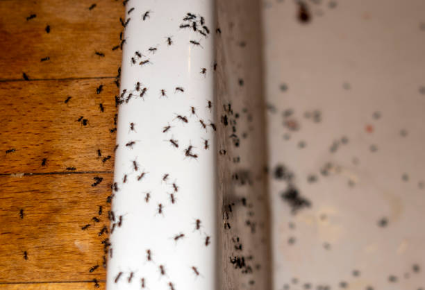 Best Spider Control Near Me  in Canton, MO