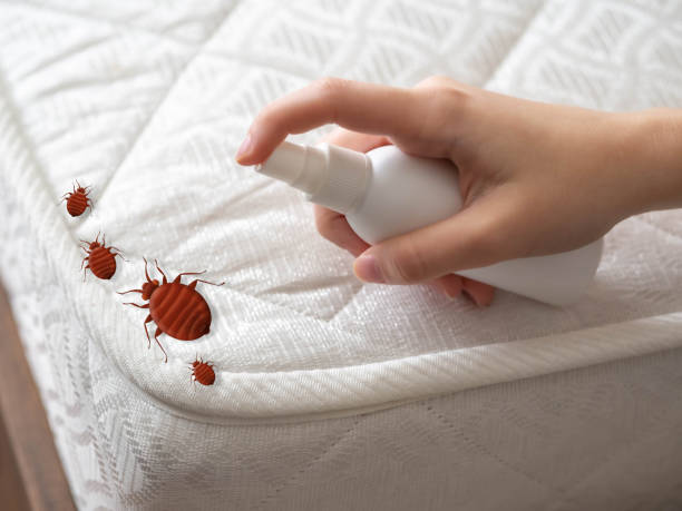 Best Bed Bug Extermination  in Canton, MO