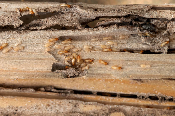 Best Exterminator Services  in Canton, MO